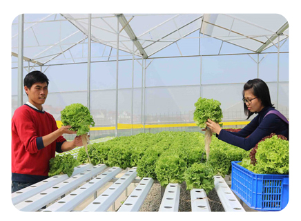 Anh Hoàng Quốc Trung - Quản lý Farm Hợp tác xã trồng rau sạch