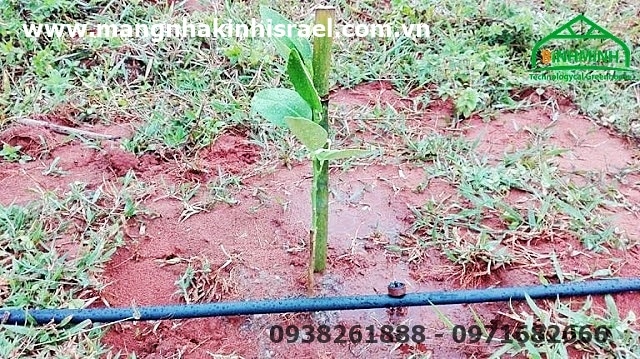 Hướng dẫn lắp đặt hệ thống tưới nhỏ giọt