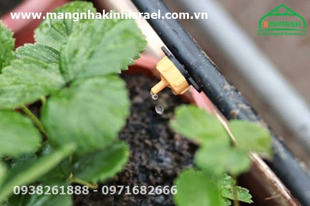 Hướng dẫn lắp đặt hệ thống tưới nhỏ giọt