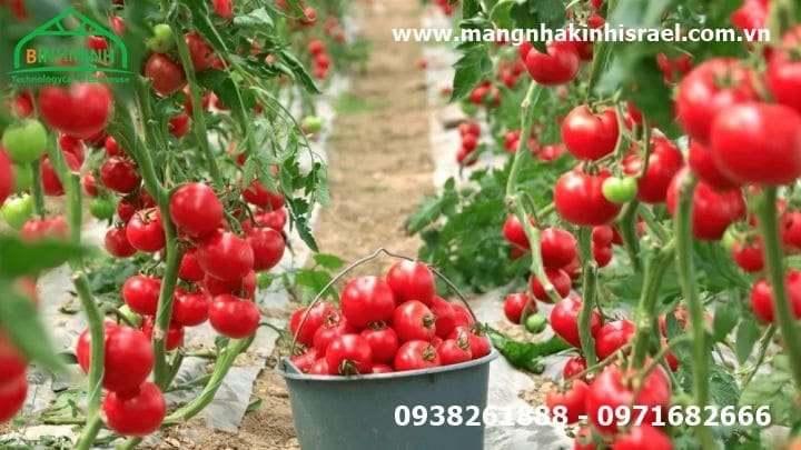 Đột biến năng suất cà chua trong nhà kính