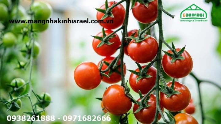 Đột biến năng suất cà chua trong nhà kính
