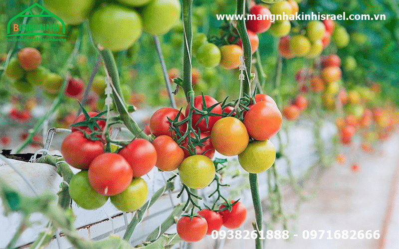 Đột biến năng suất cà chua trong nhà kính
