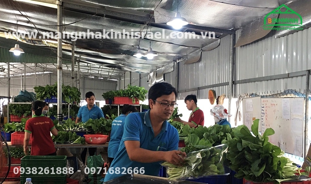 Nơi trồng rau thủy canh lớn nhất Sài Gòn