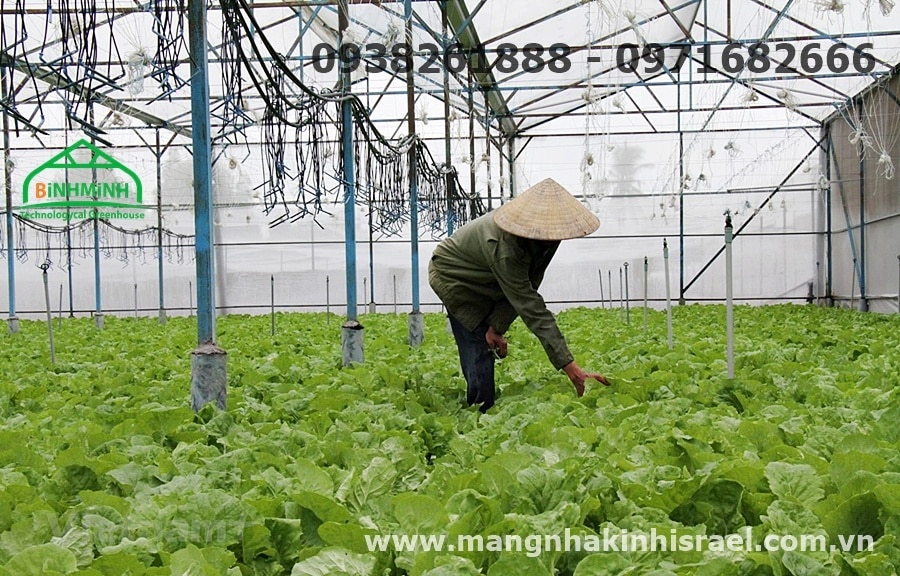 Phát triển mô hình nông nghiệp công nghệ cao đầu tiên ở huyện Quảng Ninh