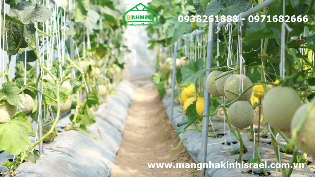Nhà kính nông nghiệp công nghệ cao của Israel