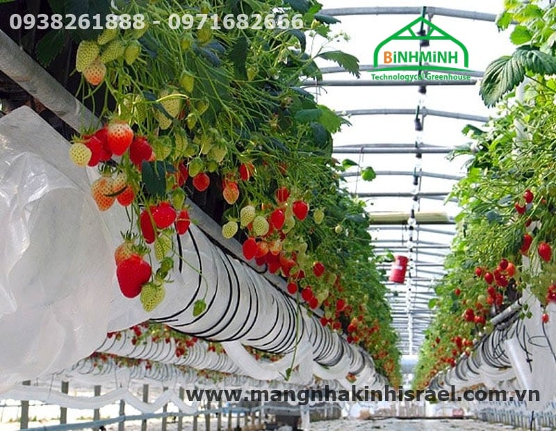 Nhà kính nông nghiệp công nghệ cao của Israel