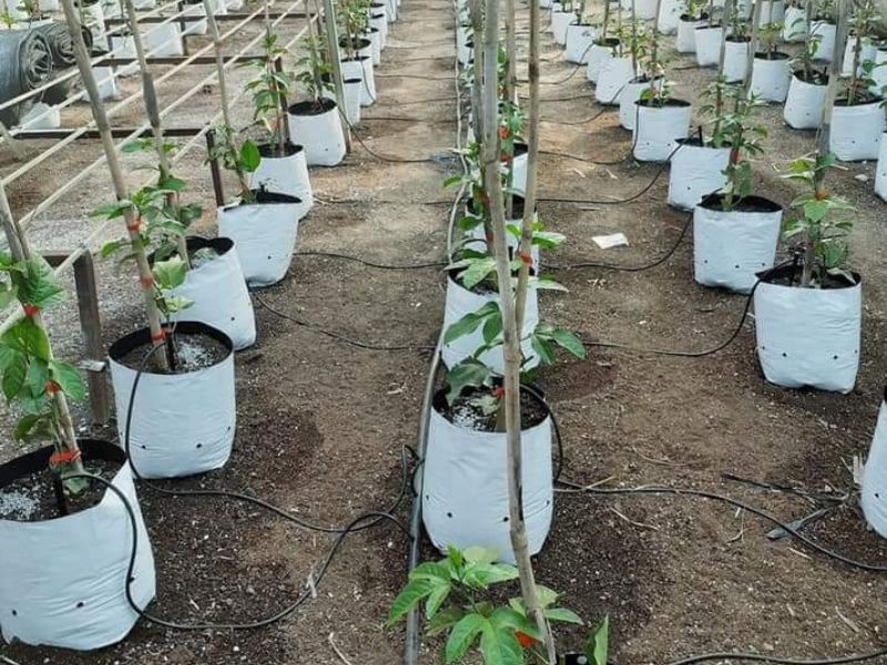 Túi giá thể trồng cây 6 Bao đựng giá thể - Túi trồng dưa lưới