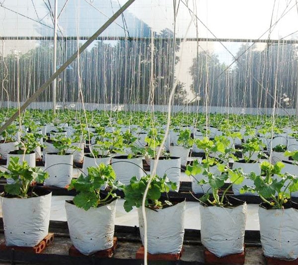 Túi giá thể trồng cây 3 Tui-PE-trong-dua-luoi-1
