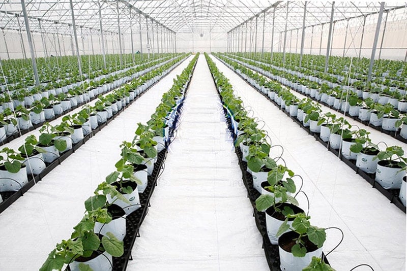 Bạt trải nền nhà kính 4 Bạt trải nền