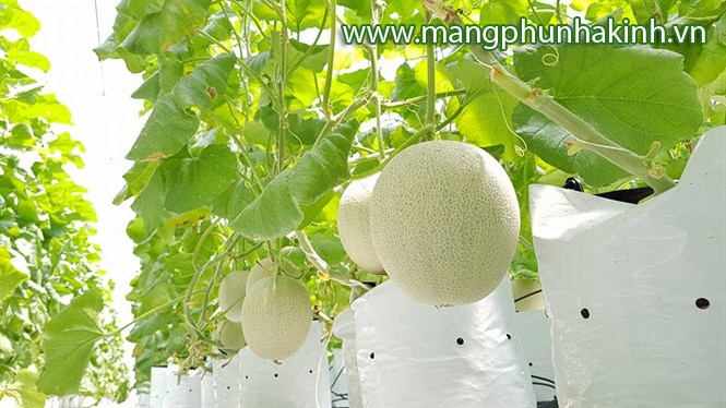 Túi giá thể trồng cây 4 tui-gia-the