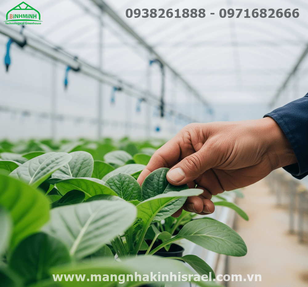 Màng Nhà Kính: Chìa Khóa Nào Giúp Nông Nghiệp Việt Nam "Xanh Hóa" Thành Công?