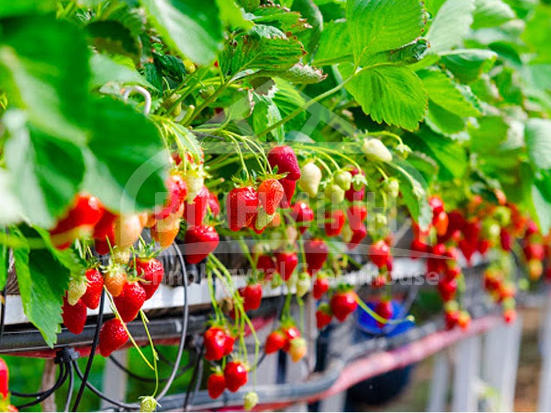 sai lam khi trong thuy canh dau tay 1