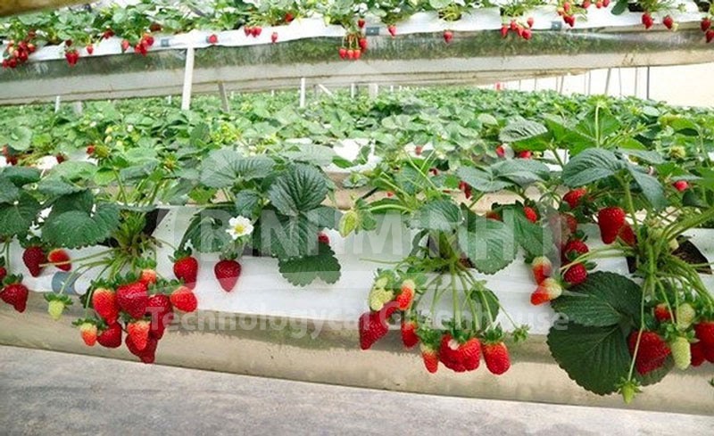 sai lam khi trong thuy canh dau tay