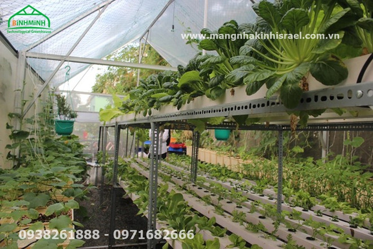 Nơi trồng rau thủy canh lớn nhất Sài Gòn