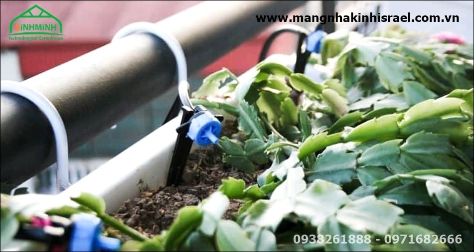 Hướng dẫn lắp đặt hệ thống tưới nhỏ giọt